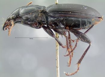 Media type: image;   Entomology 5631 Aspect: habitus lateral view